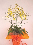 オンシジューム 蘭の花 A-class 花 3本立ち 6号サイズ