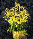 オンシジューム 蘭の花 花 5本立ち 6.5号サイズ
